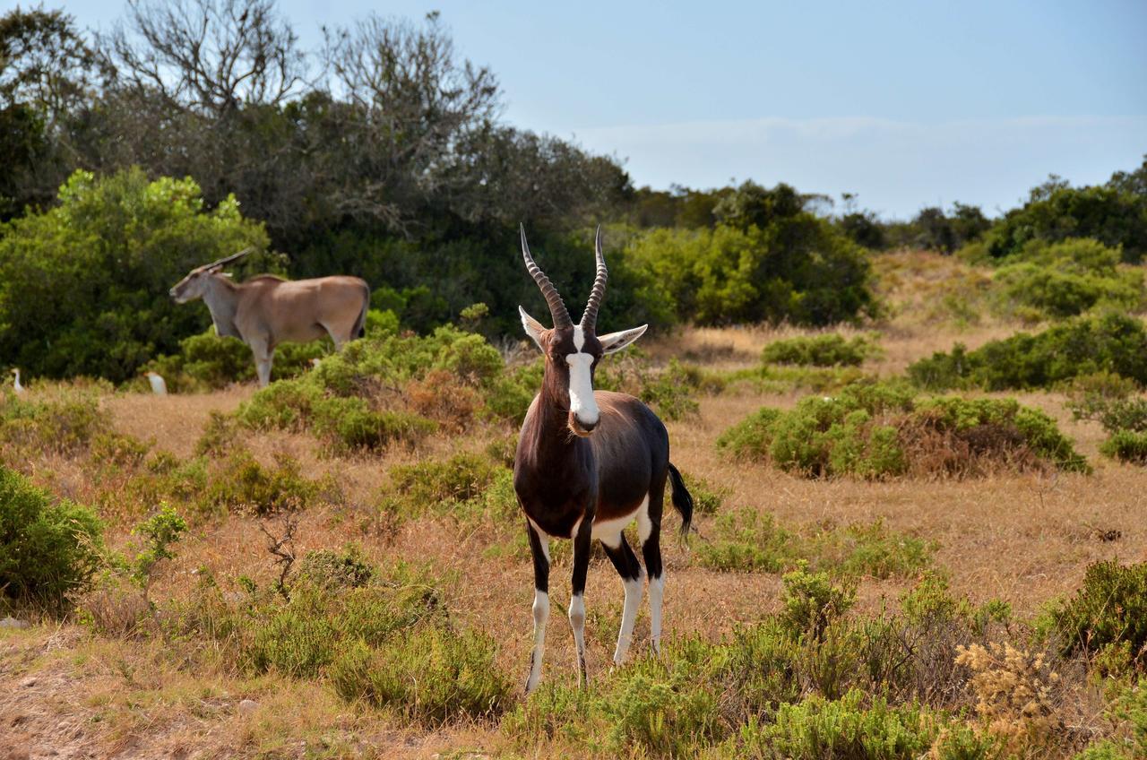 De Hoop Collection Suites De Hoop Nature Reserve Extérieur photo